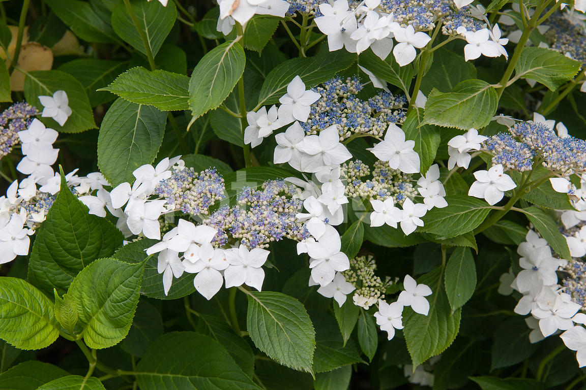 Hydrangea macrophylla 'Lanarth White'